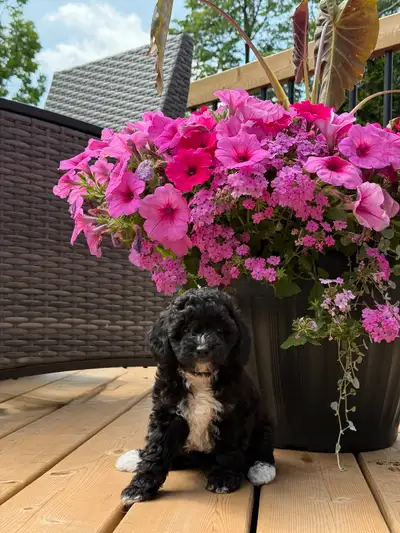 Adorable tiny pure bred poodles, View more
