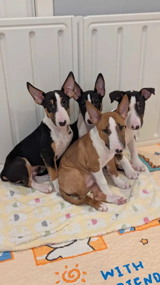instagram=simba and nala bull terrier in Dogs & Puppies for Rehoming in City of Montréal - Image 10