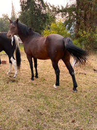 Pretty Morgan horses looking for retirement homes