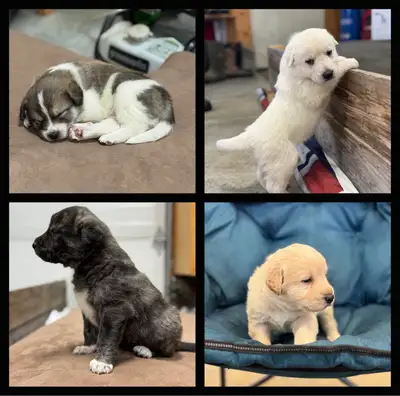 Adorable female puppies- large breed for sale, View more