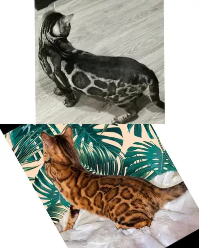 Voir toutes les photos Black and White Bengal vois offre des chatons Bengal de pure race de tres hau...