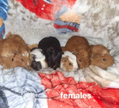 Baby guinea pigs,  all females, View more