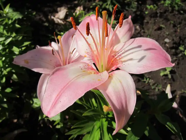 Let's Chat ?65353361799682124