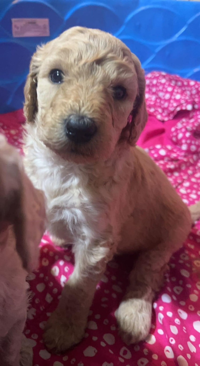 Golden doodle puppies for sale Dogs & Puppies for Rehoming Fort