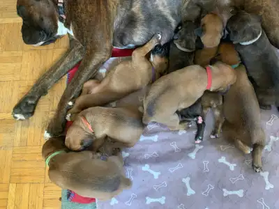 Boxer Puppies CKC reg Happy Place Boxers, View more