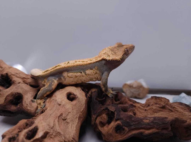 RTB Male Crested Gecko in Reptiles & Amphibians for Rehoming in Belleville - Image 3