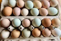 BYM Hatching Eggs!  