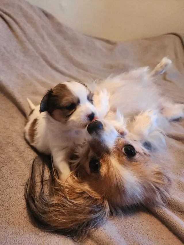 papillon puppies in Dogs & Puppies for Rehoming in Mississauga / Peel Region - Image 6