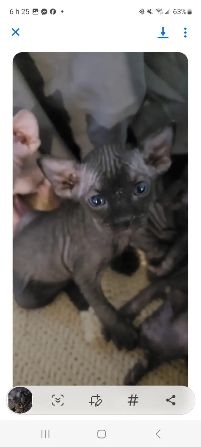 Chaton sphinx  de 3 mois pret a partir in Cats & Kittens for Rehoming in Sherbrooke - Image 8