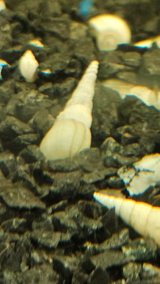 Malaysian Trumpet Snails - Pick up Near St. Vital Mall  in Fish for Rehoming in Winnipeg - Image 2