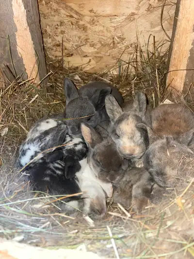 Pure Rex Rabbits, View more