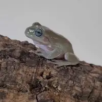 Big sale on our blue-eyed whites tree frogs 