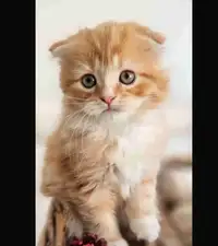 Cutest Golden Scottish fold Longhair kitten