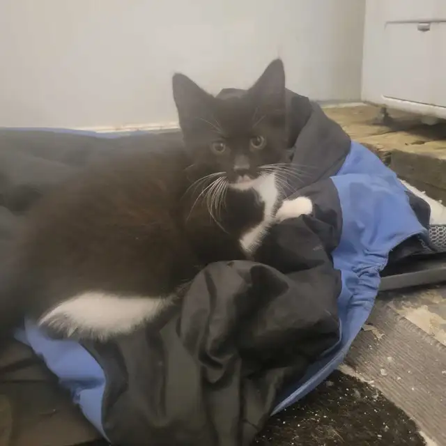 Darkness,burger,oreo