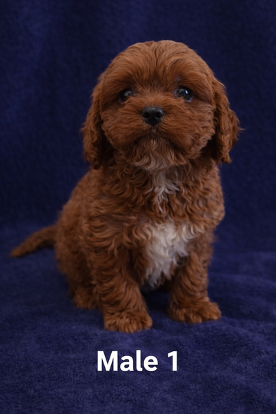 Gorgeous Cockapoo Puppies!, View more