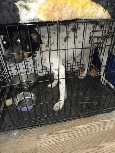 Puppy needs a better home, View more
