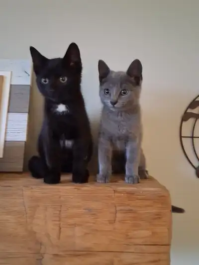 Adorable kittens!, View more