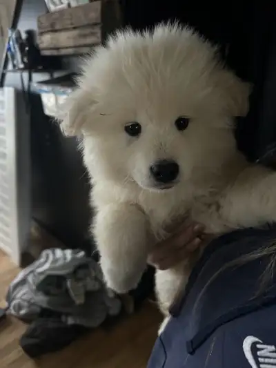 Chien samoyède Mère pure race Pere samoyede x berger suisse
