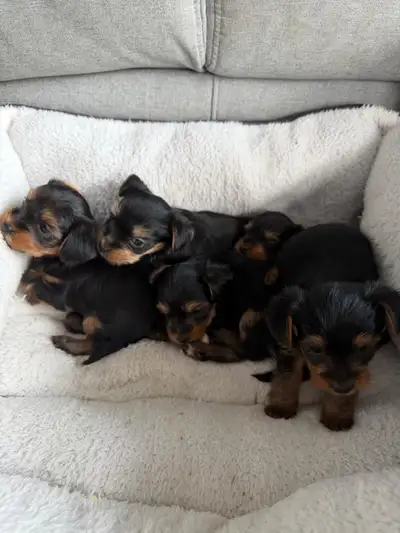 Yorkshire Terrier Puppies Looking for Their Forever Homes, View more