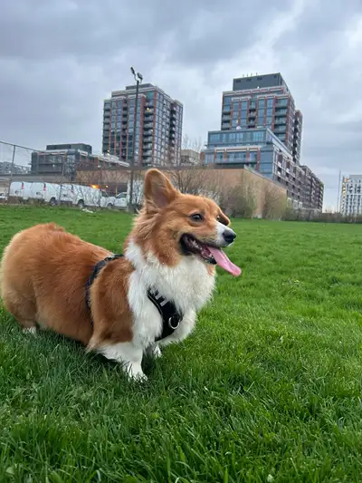 3.5 Year-Old Female Corgi for Rehoming., View more