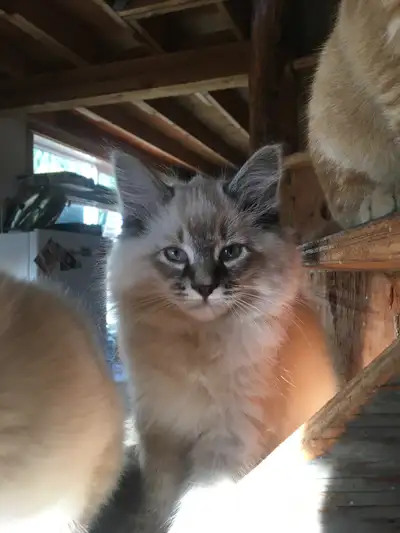 Ragdoll cross kittens, View more