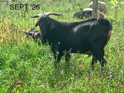 PASTURE/DOE RAISED SPANISH BUSH GOAT CROSS BUCKLINGS, View more