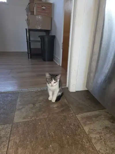 chaton a vendre, View more