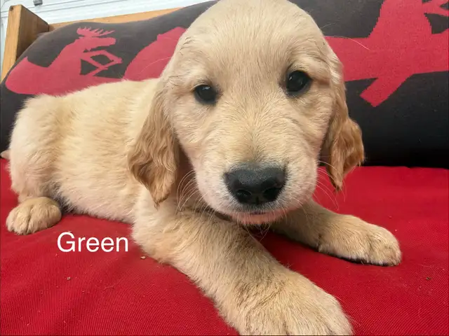 English  Golden Retriever puppies ready to go! in Dogs & Puppies for Rehoming in Sudbury - Image 7
