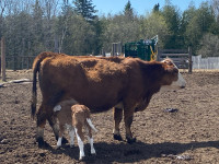 Simmental cow and week old calf