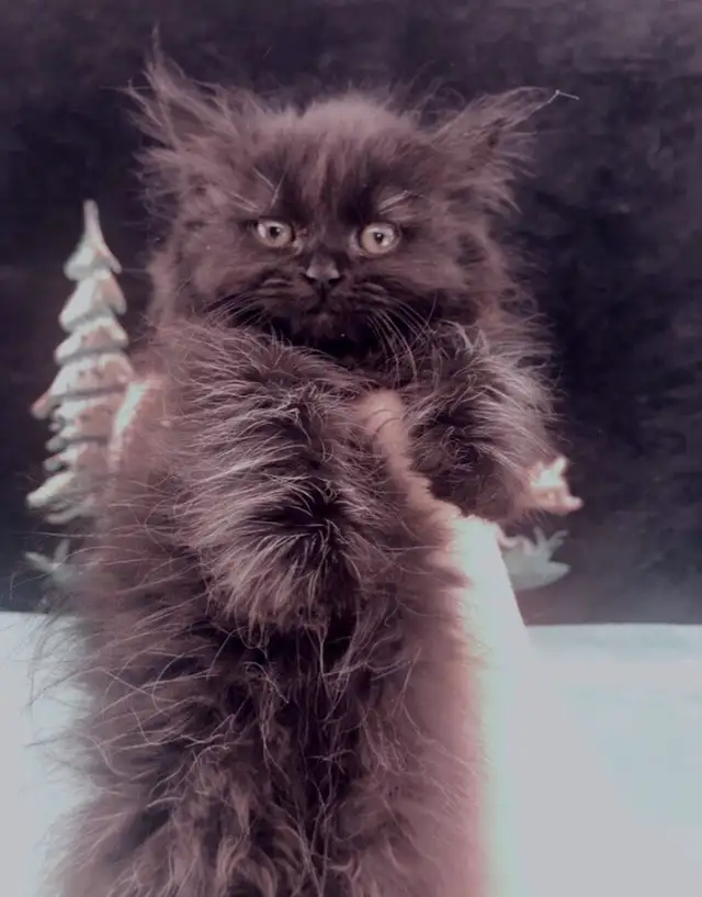Purebred Maine Coon Snugglebug for Sale
