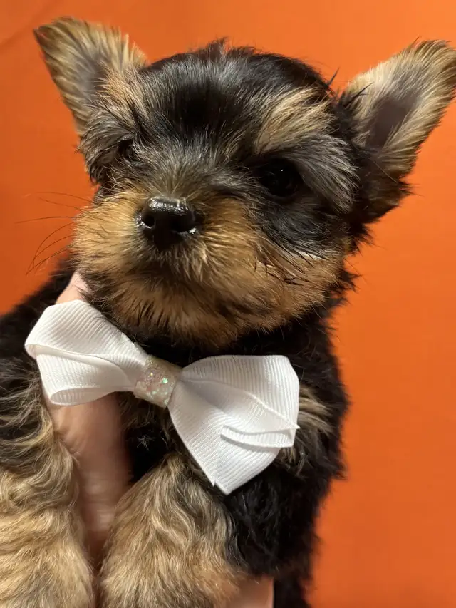 Yorkies puppies in Dogs & Puppies for Rehoming in Fredericton - Image 4