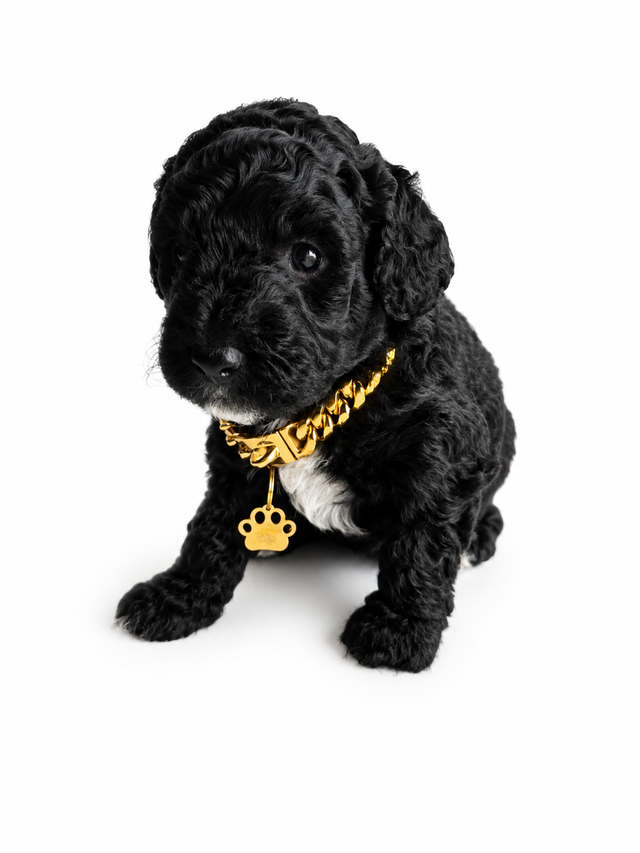 MINIATURE & MICRO Bernedoodles / St Berdoodles in Dogs & Puppies for Rehoming in Vancouver - Image 5