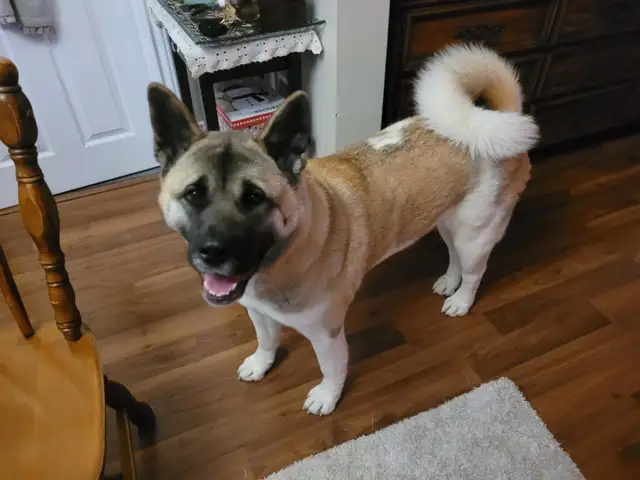 Purebred Akita Puppies in Dogs & Puppies for Rehoming in Windsor Region - Image 11