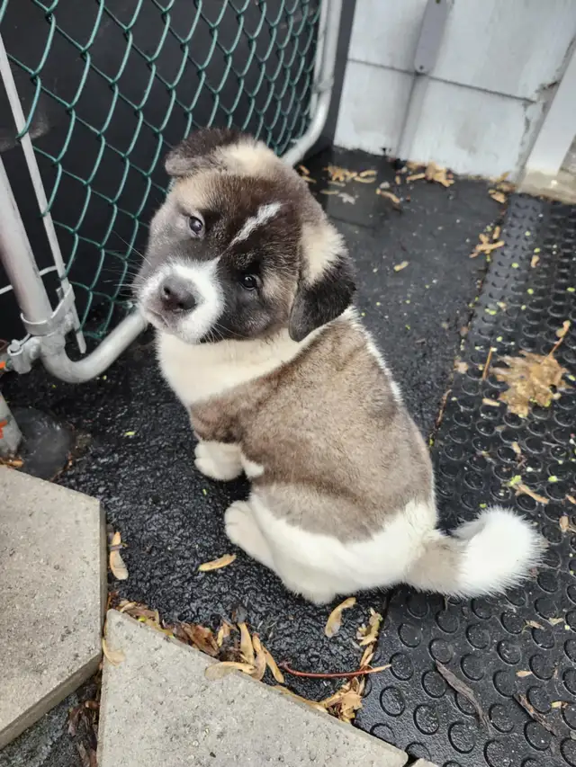 Purebred Akita Puppies in Dogs & Puppies for Rehoming in Windsor Region - Image 12