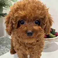  toy poodle 