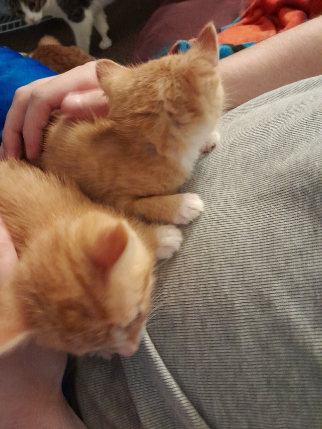 Orange kittens for sale Cats & Kittens for Rehoming Oshawa / Durham