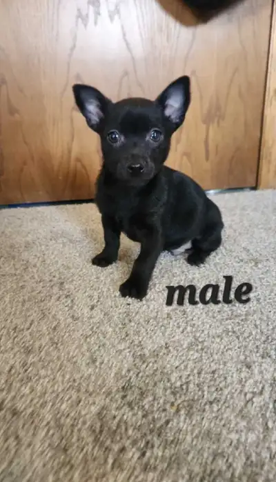 Chihuahua puppies, View more