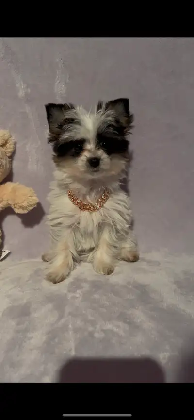 Les Minis de Safifi ont une femelle Morkie Biewer âgés de 12 semaines disponible dès maintenant. Sal...