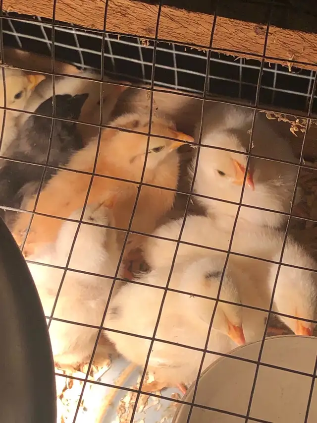 œufs féconds poules mixtes in Livestock in Sherbrooke - Image 6