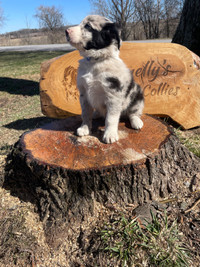 Border collie pups/blue Merle READY TO GO 