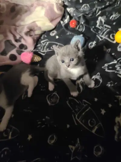 Russian blue tabby x kittens, View more