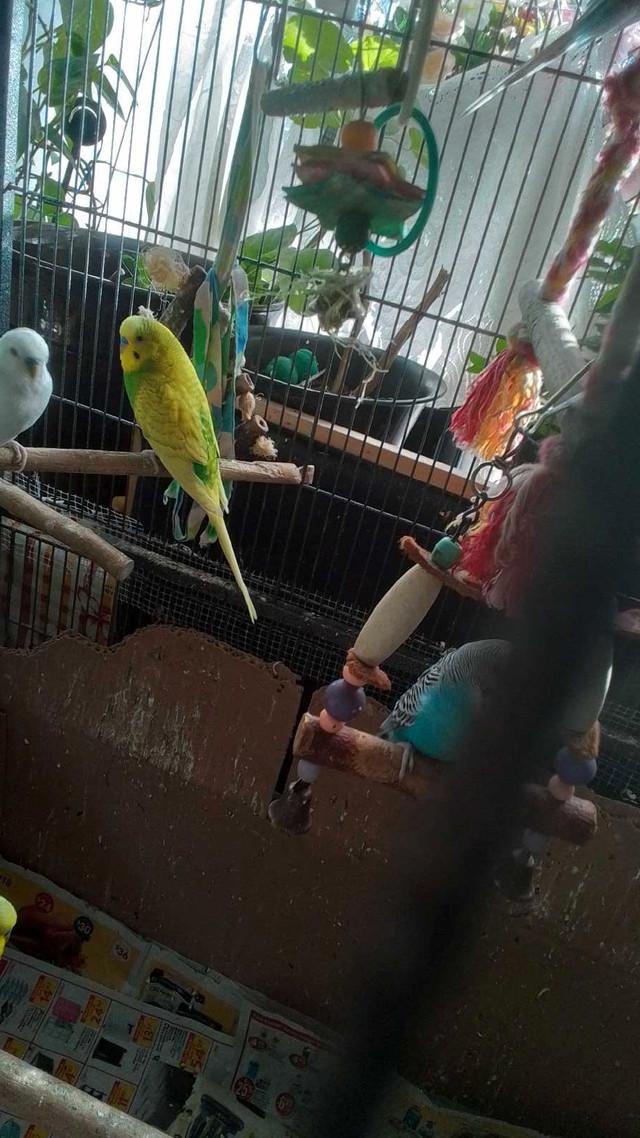 Yellow  and green  buddies  for sell  in Birds for Rehoming in City of Halifax - Image 2
