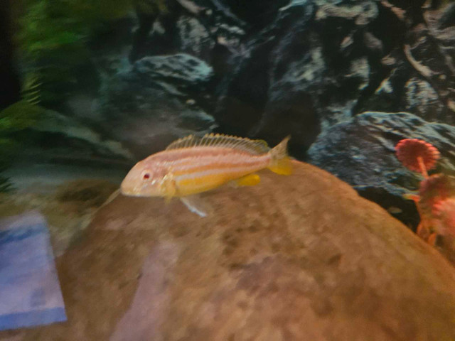 TAKING IN ANY UNWANTED SMALL-MEDIUM CICHLIDS in Fish for Rehoming in Mississauga / Peel Region - Image 4