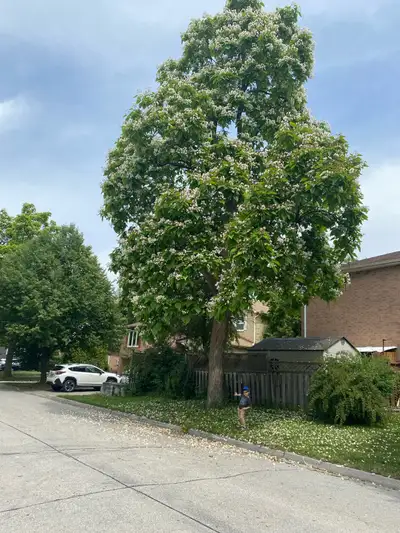 Room for rent in York village very close to university and transportation…. Price between $700 to $...