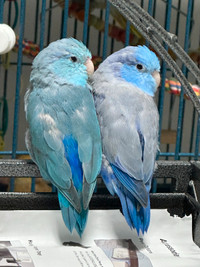 Parrotlet pair for new home
