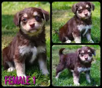 Pomsky X Pug Puppies Available