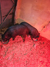 2 bonded male pot belly pigs 