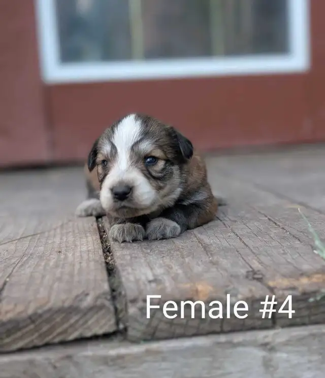 Mini Australian in Dogs & Puppies for Rehoming in Winnipeg - Image 7
