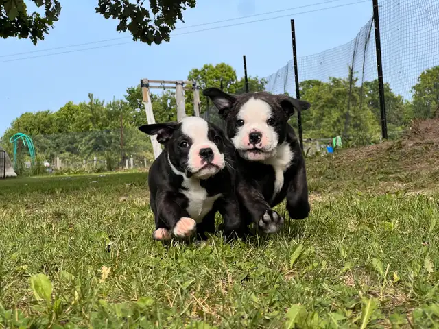 English Bulldog, Olde English Bulldogge mix in Dogs & Puppies for Rehoming in Norfolk County - Image 5