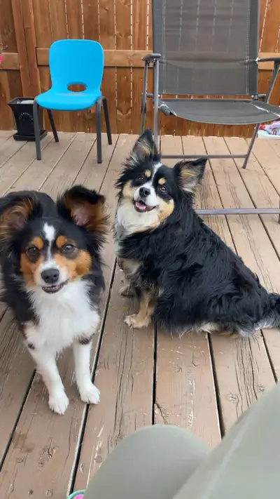 Toy Australian Shepherds, View more